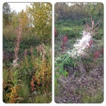 Geitrams (Epilobium angustifolium)