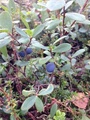 Blokkebær (Vaccinium uliginosum)