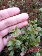 Cowberry (Vaccinium vitis-idaea)