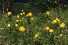 Globe flower (Trollius europaeus)