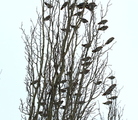 Sidensvans (Bombycilla garrulus)