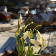 Snøklokke (Galanthus nivalis)