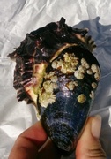 Dypøsters (Crassostrea gigas)