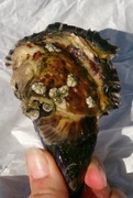 Dypøsters (Crassostrea gigas)