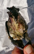 Dypøsters (Crassostrea gigas)