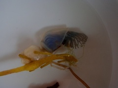 Buoy barnacle (Dosima fascicularis)