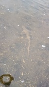 Small-spotted catshark (Scyliorhinus canicula)