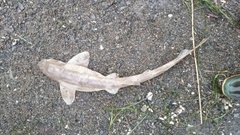 Small-spotted catshark (Scyliorhinus canicula)