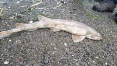 Small-spotted catshark (Scyliorhinus canicula)