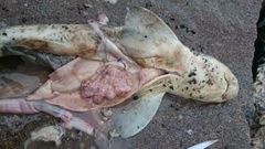 Small-spotted catshark (Scyliorhinus canicula)