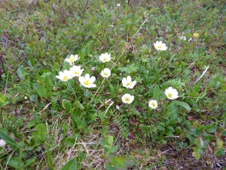 Reinrose (Dryas octopetala)