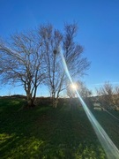 Bjørk (Betula pubescens)