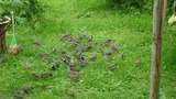 Gråspurv (Passer domesticus)