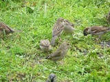 Gråspurv (Passer domesticus)