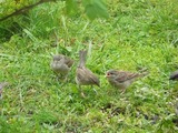 Gråspurv (Passer domesticus)