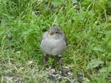 Gråspurv (Passer domesticus)