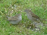 Gråspurv (Passer domesticus)