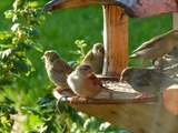 Gråspurv (Passer domesticus)