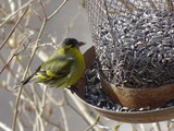 Grønnsisik (Carduelis spinus)