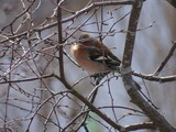 Bokfink (Fringilla coelebs)