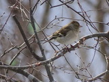 Bokfink (Fringilla coelebs)