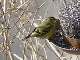 Grønnsisik (Carduelis spinus)