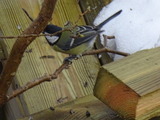 Kjøttmeis (Parus major)