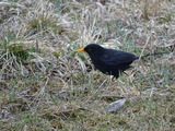 Svarttrost (Turdus merula)