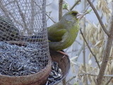 Grønnfink (Carduelis chloris)