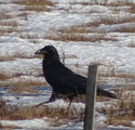 Ravn (Corvus corax)