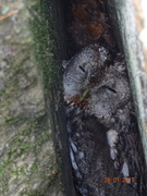 Tawny Owl (Strix aluco)