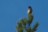 Spurveugle (Glaucidium passerinum)