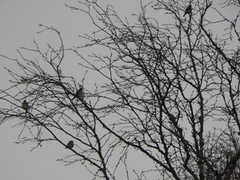 Bjørkefink (Fringilla montifringilla)