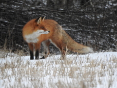 Rødrev (Vulpes vulpes)