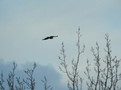 White-tailed Eagle (Haliaeetus albicilla)