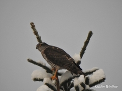 Spurvehauk (Accipiter nisus)