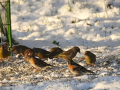 Brambling (Fringilla montifringilla)
