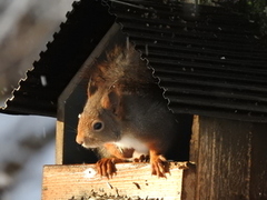 Eurasian Red Squirrel (Sciurus vulgaris)