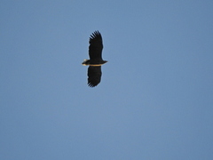 White-tailed Eagle (Haliaeetus albicilla)