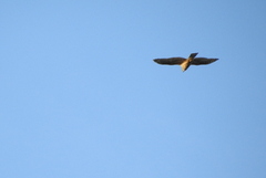Hønsehauk (Accipiter gentilis)