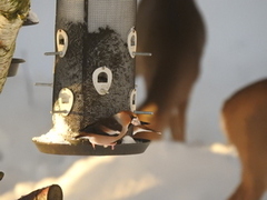 Hawfinch (Coccothraustes coccothraustes)