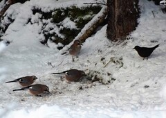 Nøtteskrike (Garrulus glandarius)