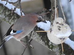 Nøtteskrike (Garrulus glandarius)