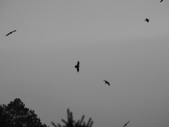 Ravn (Corvus corax)