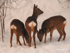 Roe Deer (Capreolus capreolus)