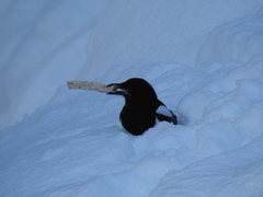 Eurasian Magpie (Pica pica)