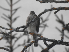 Eurasian Sparrowhawk (Accipiter nisus)