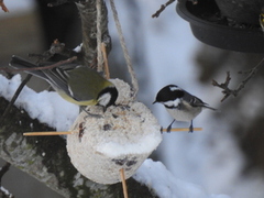 Coal Tit (Periparus ater)