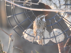 Eurasian Treecreeper (Certhia familiaris)