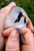 Bearded Reedling (Panurus biarmicus)